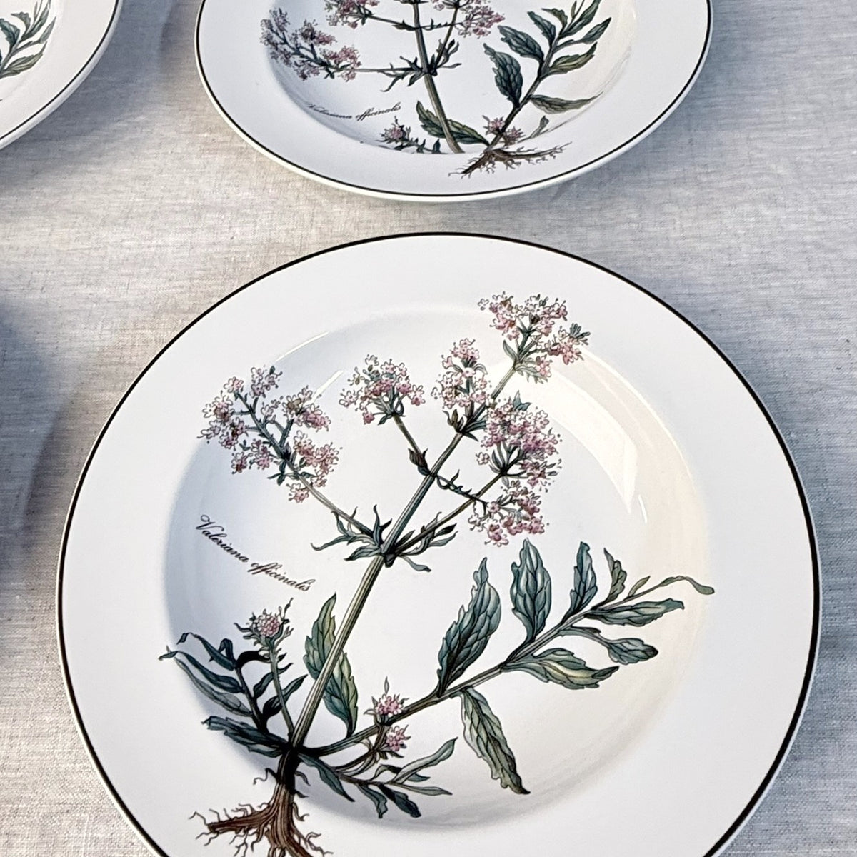 Villeroy & Boch Botanica Rim Soup Bowl Set of 4