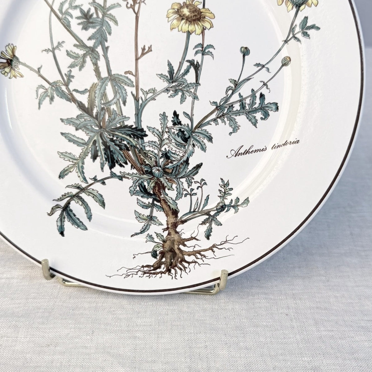 Villeroy & Boch Botanica Dinner Plate
