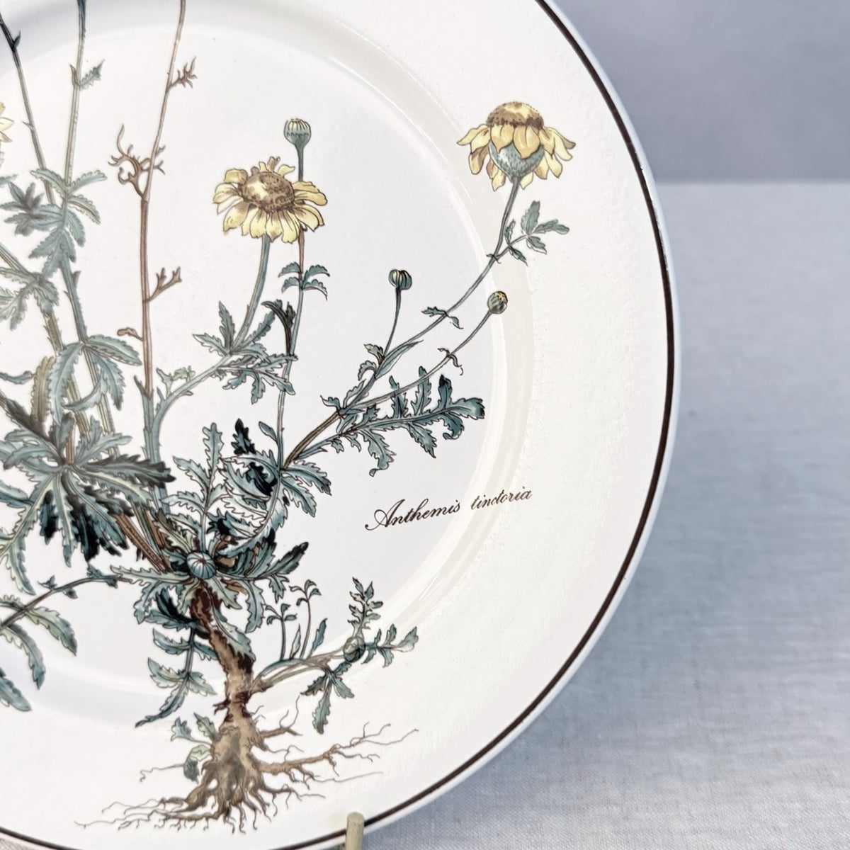 Villeroy & Boch Botanica Dinner Plate