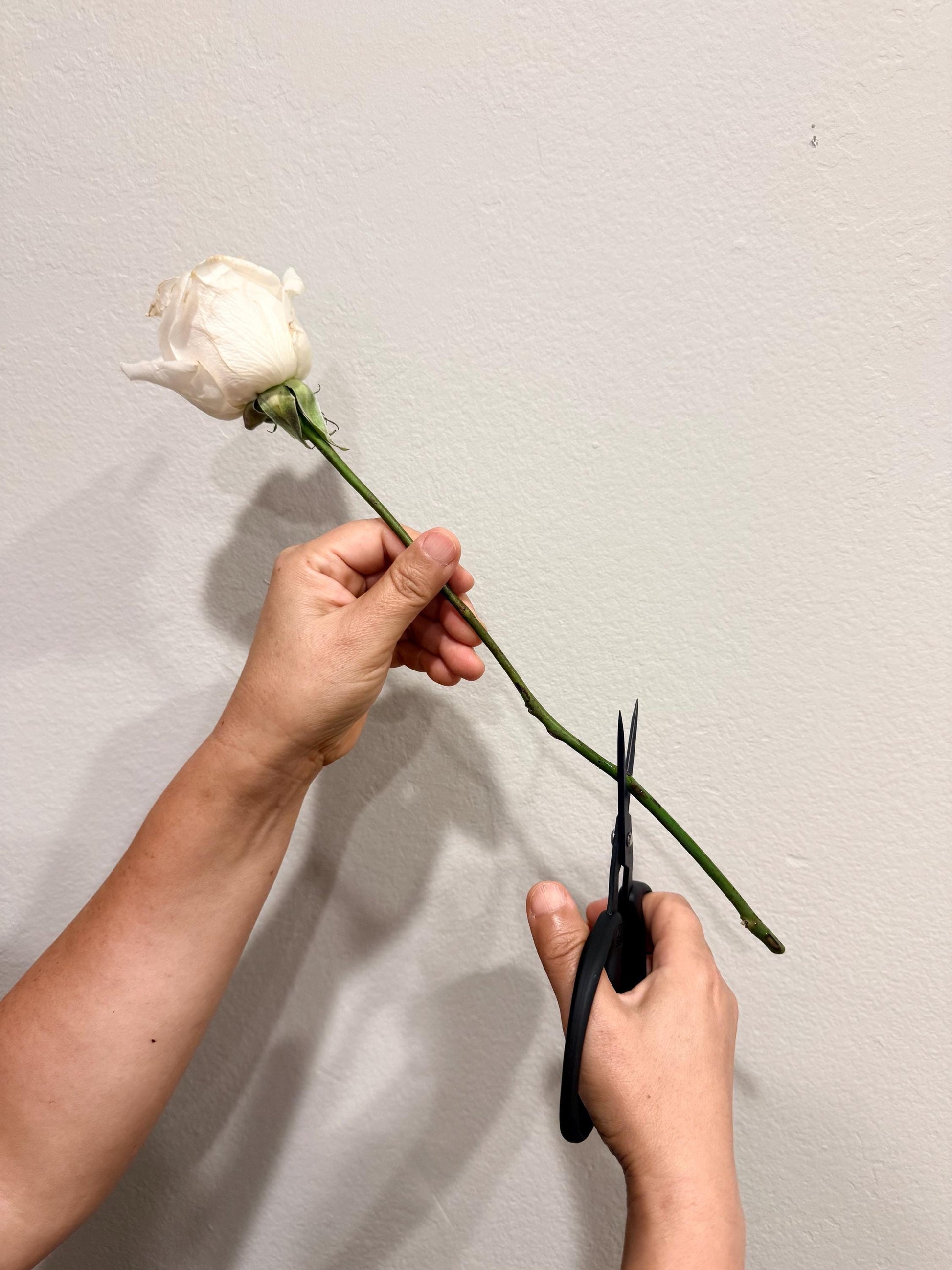 Chikamasa CRI-360SFBK Floral Scissors